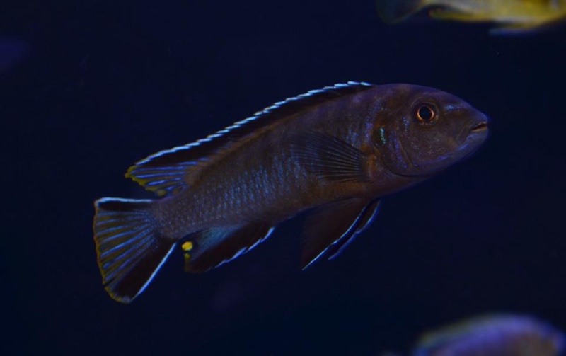 Chindongo longior 'Ngkuyo Island'